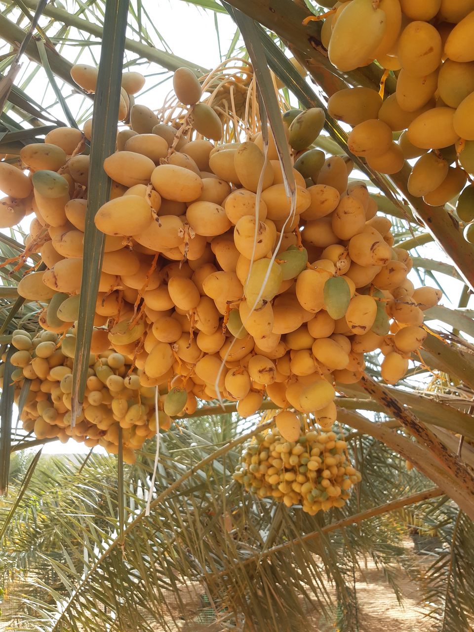 food, food and drink, healthy eating, fruit, low angle view, tree, plant, freshness, wellbeing, hanging, produce, no people, abundance, nature, palm tree, growth, date palm, day, tropical fruit, large group of objects, leaf, agriculture, ripe, tropical climate, outdoors, bunch, plant part, close-up
