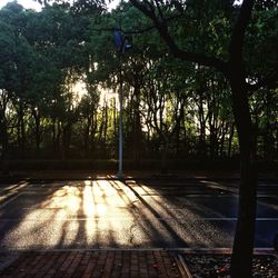 Sunlight falling on trees in forest