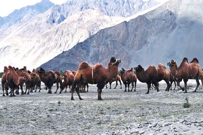 Camels standing on field against snowcapped mountains