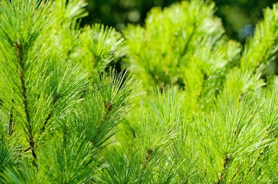 Close-up of pine tree on field