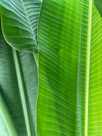 Full frame shot of green leaf