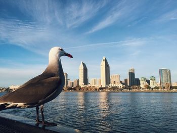 Seagull enjoying the view of san diego