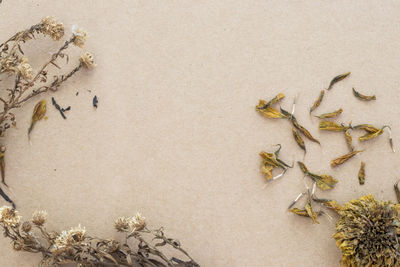 High angle view of plant on sand