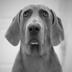 Close-up of dog at home