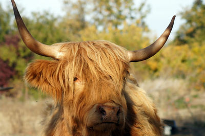 Close-up of a horse