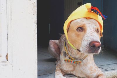 Close-up portrait of dog wearing hat