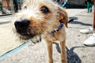 Close-up portrait of dog