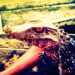 Close-up of cropped hand