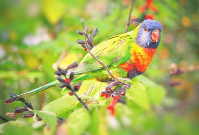 Close-up of a bird perching on branch