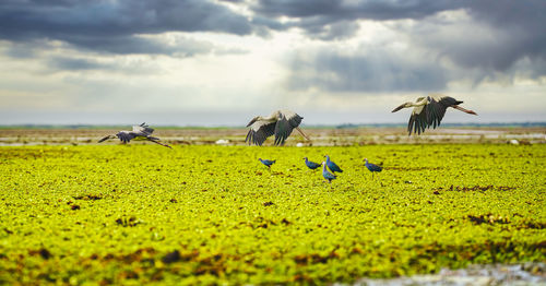 Flying asian openbill stork birds with flock of purple gallinule birds at wetland field at thale noi