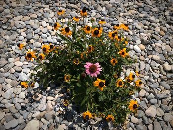 High angle view of flowers growing on plant