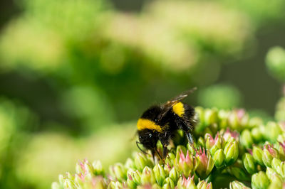 Close-up of bee on yellow flower