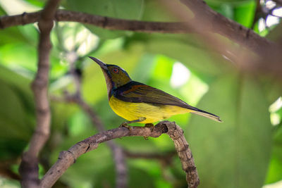 Close-up of bird perching on branch