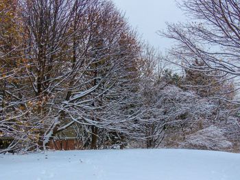 Bare trees on snow covered landscape