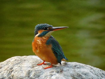 Close-up of bird perching on rock