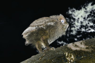 Close-up of a rabbit over rock against black background