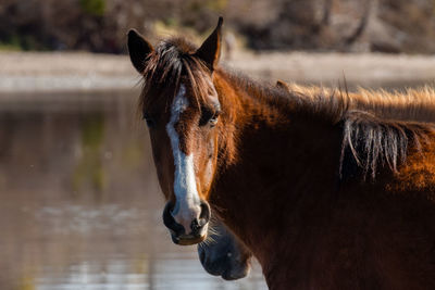 Close-up of a horse