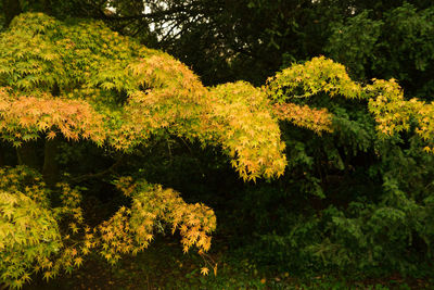 Plants and trees in forest during autumn