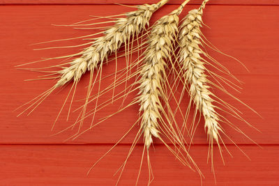 Close-up of wheat growing on table