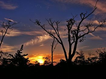 Silhouette of bare tree at sunset