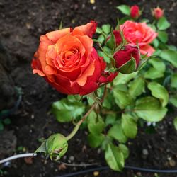 High angle view of red rose blooming outdoors