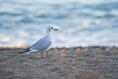 Seagull perching on a beach