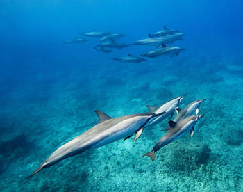 View of fish underwater