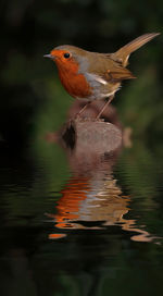 Robin in a lake