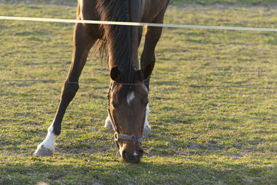 A magnificent brown horse running around a preserved area on a grass-covered meadow