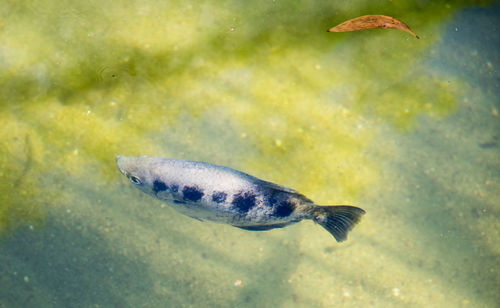 Close-up of fish swimming in sea