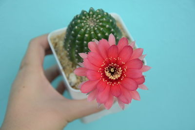 Close-up of hand holding red flower