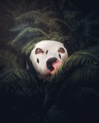 Close-up portrait of dog amidst plants