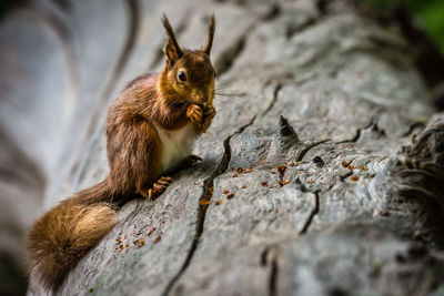 Close-up of squirrel