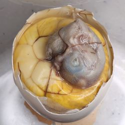 Close-up high angle view of yellow bread