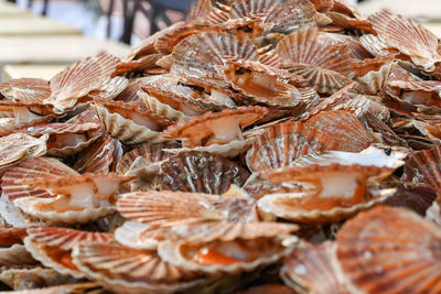 Fresh scallops on a seafood market at dieppe france