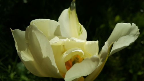 Close-up of rose blooming outdoors