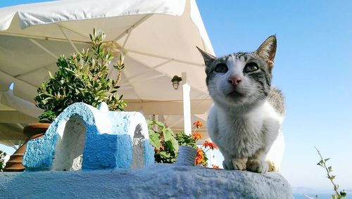 Low angle view of cat against sky