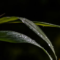 Close-up of water drops on plant