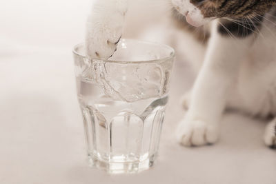 Cat drinking water from glass