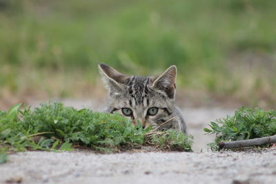 Portrait of cat lying on grass