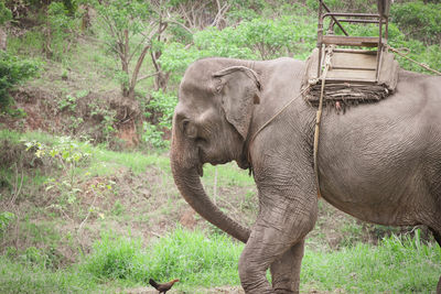 Elephant with howdah on the back ,seat on elephant back for mahout or tourists at elephants camp.