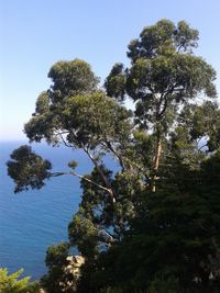 Low angle view of trees against blue sky