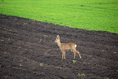 Roe deer standing in a dark plowed field