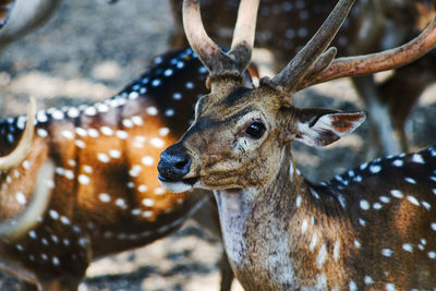 Close-up of deer in zoo