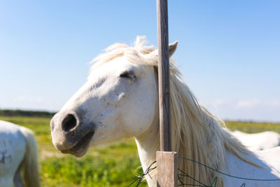 Close-up of white horse on field against sky