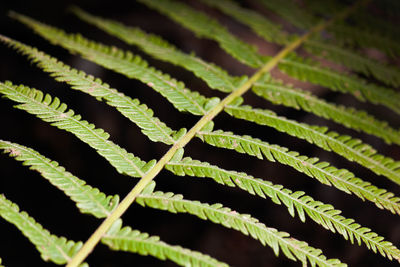 Full frame shot of fern