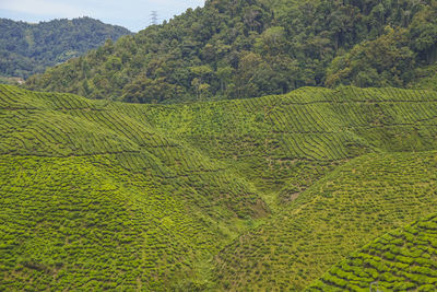 Scenic view of agricultural field