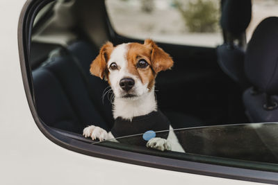 Portrait of a dog