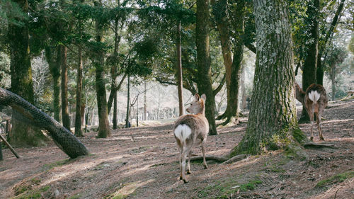 Sheep in a forest