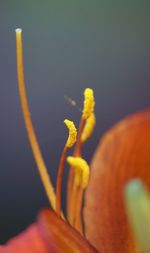 Close-up of yellow flower